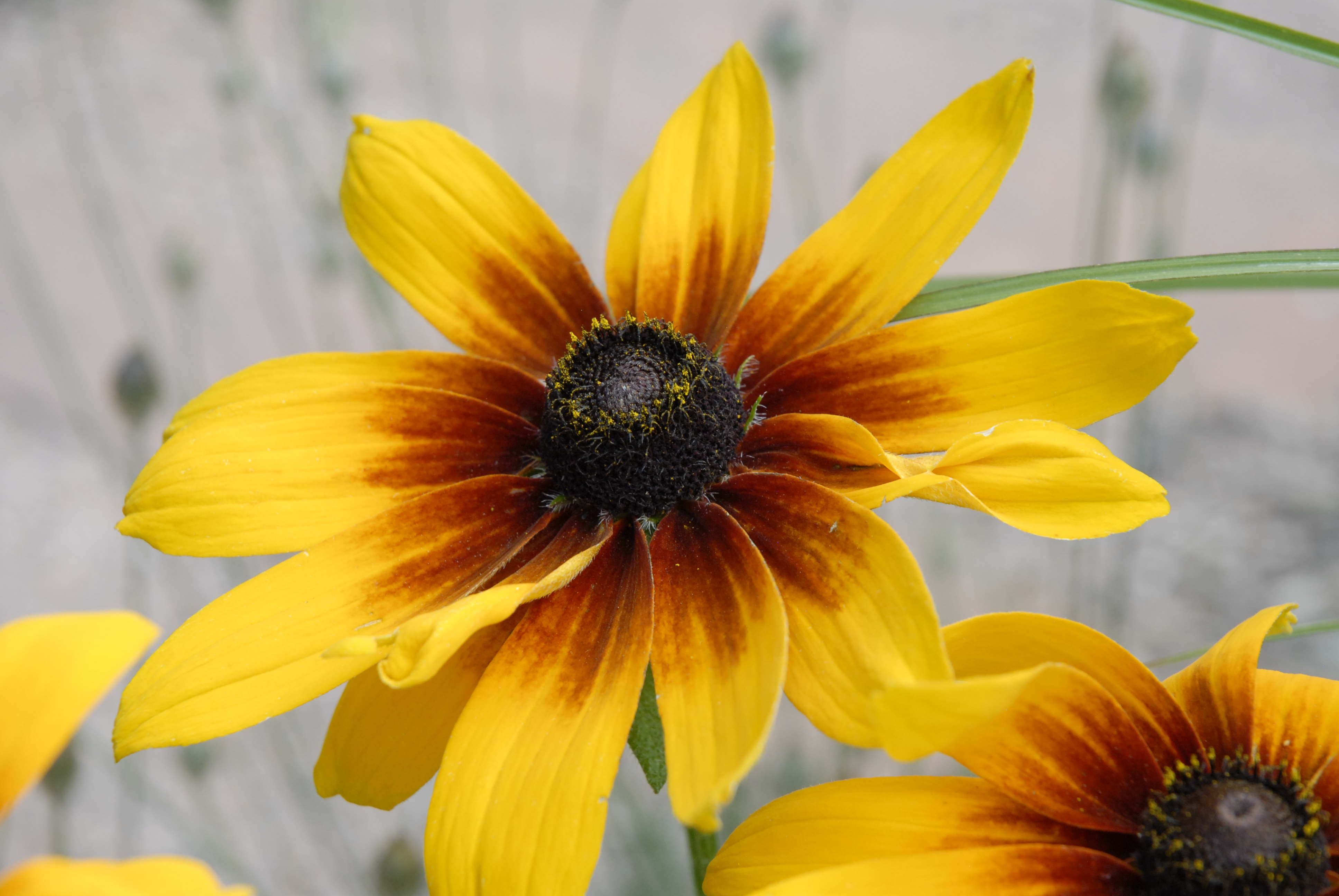 Black-eyed Susan